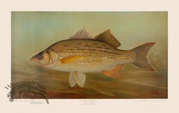 White or Silver Bass